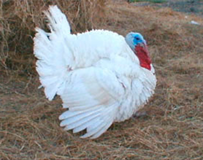 Peru Branco