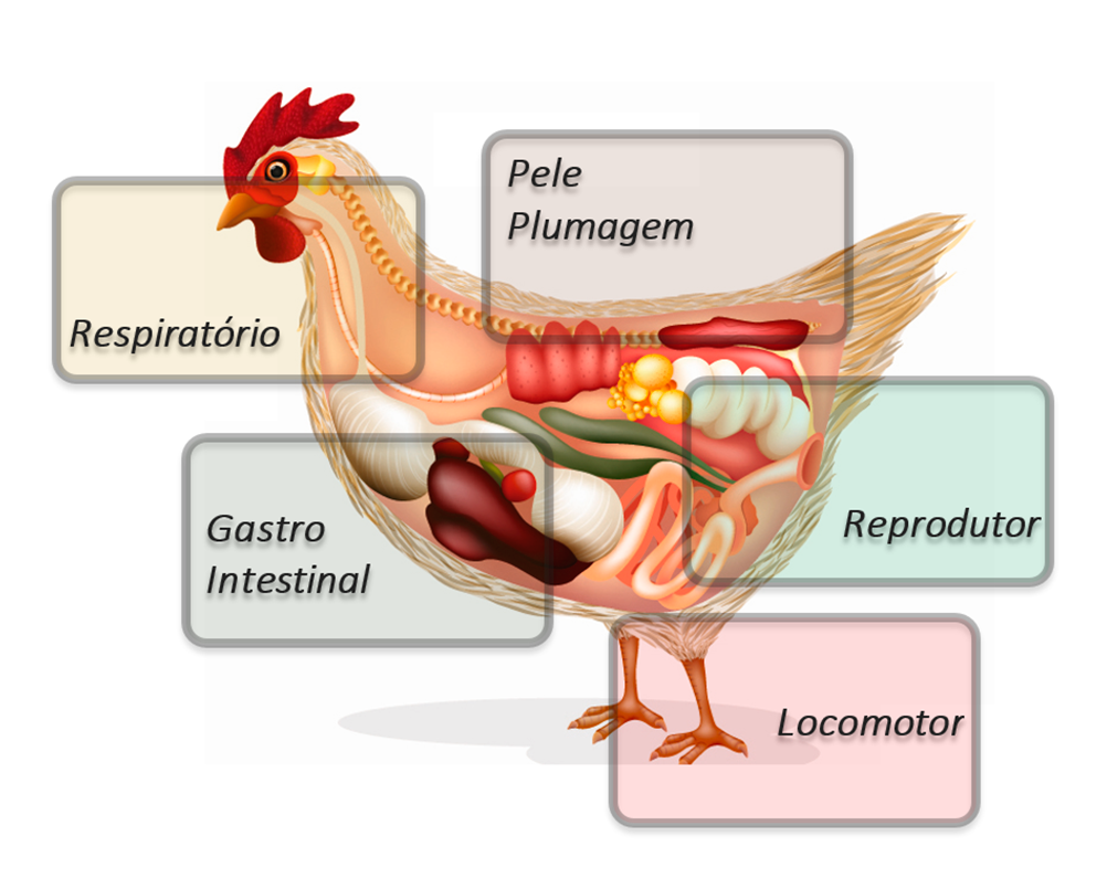 galinhacuriosidades